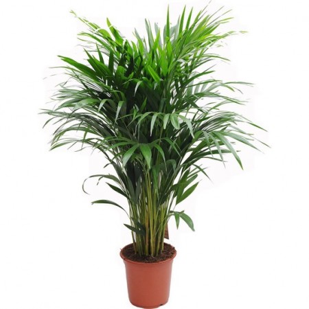areca